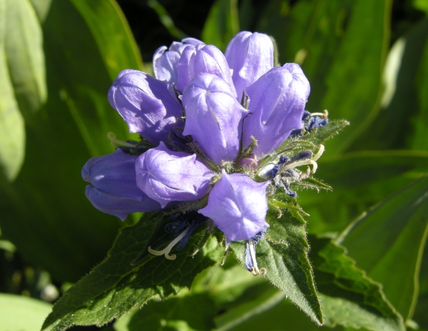 Campanula foliosa / Campanula meridionale